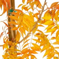 Chinese Pistache -Fresh Tree Shop ChinesePistache YellowFallColor