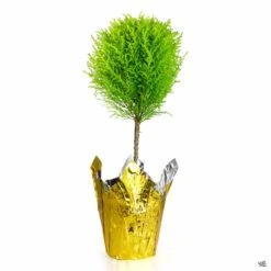 Goldcrest Lemon Cypress One Ball Topiary