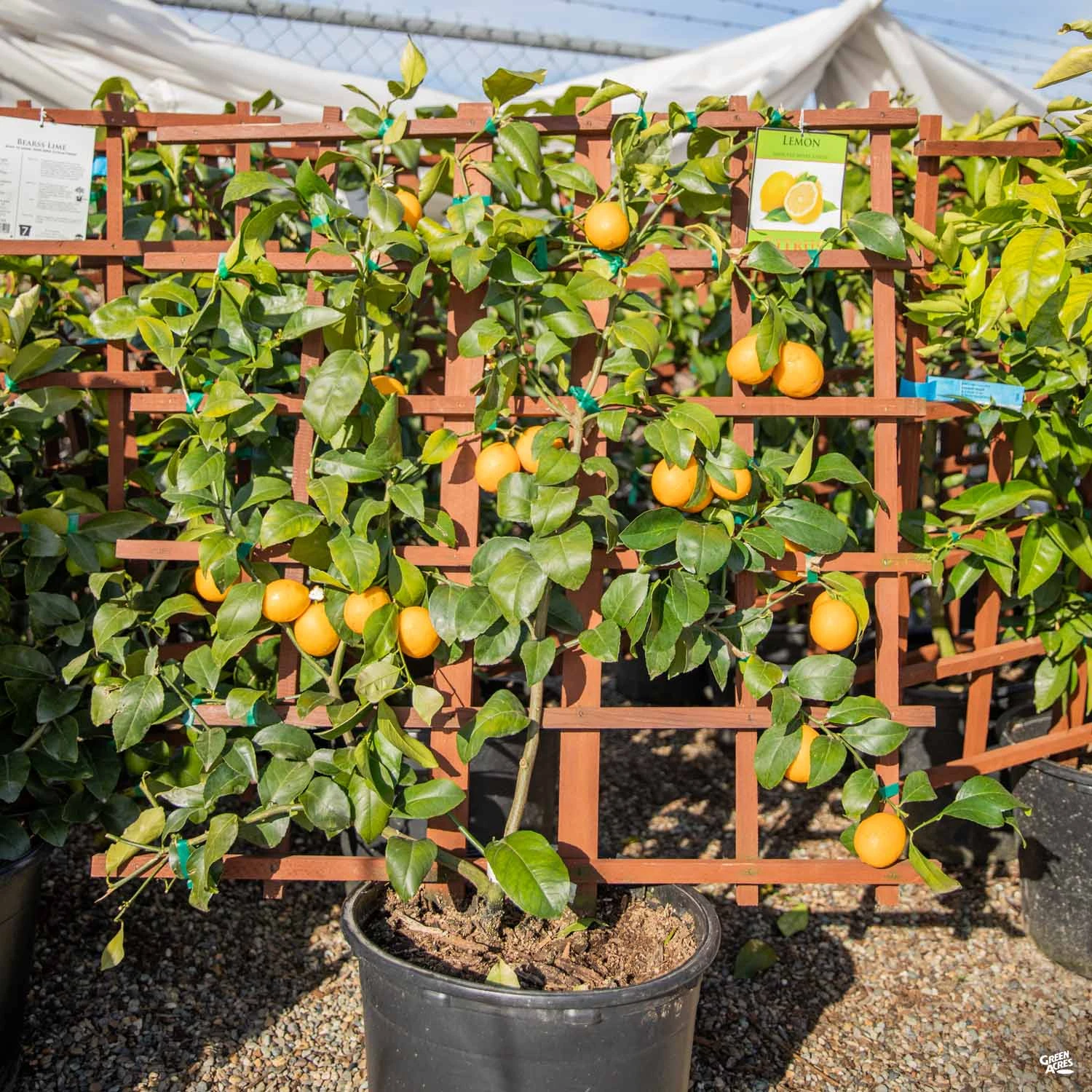 Lemon 'Improved Meyer' Espalier, Semi-Dwarf 3 Lemon 'Improved Meyer' Espalier, Semi-Dwarf - Image 3