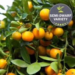 Mandarin 'Clementine', Semi-Dwarf