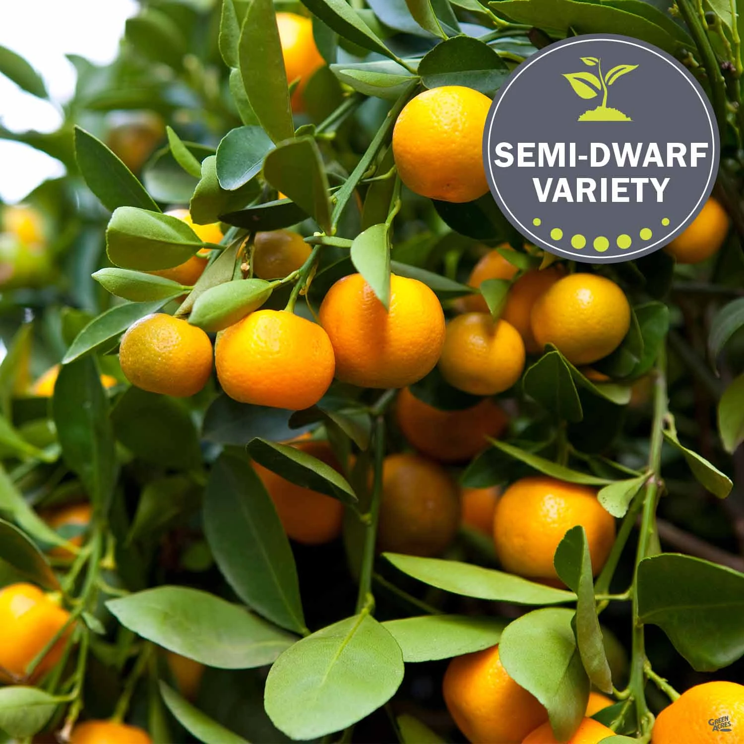 Mandarin 'Clementine', Semi-Dwarf 1 Mandarin 'Clementine', Semi-Dwarf