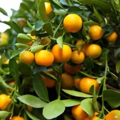 Mandarin 'Clementine', Standard