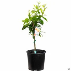 Mandarin 'Clementine', Semi-Dwarf 6 Mandarin 'Clementine', Semi-Dwarf -Fresh Tree Shop Citrus Mandarin Clementine 3gal