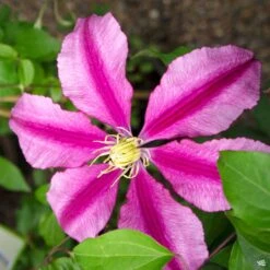 Fresh Tree Shop -Fresh Tree Shop Clematis