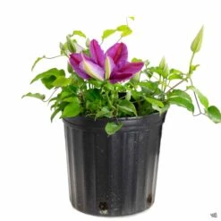 Clematis -Fresh Tree Shop Clematis Magenta 9e17078c fb09 4f6c 9117 f135e25287dc