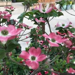 Pink Flowering Dogwood -Fresh Tree Shop Cornus Dogwood RubraSac