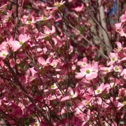 Pink Flowering Dogwood -Fresh Tree Shop Cornus Dogwood RubraSpringBlooms