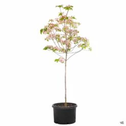Pink Flowering Dogwood -Fresh Tree Shop Cornus Dogwood Rubra 10gal 9a53ab5f 3027 4c7a 961a 849c553bd43a