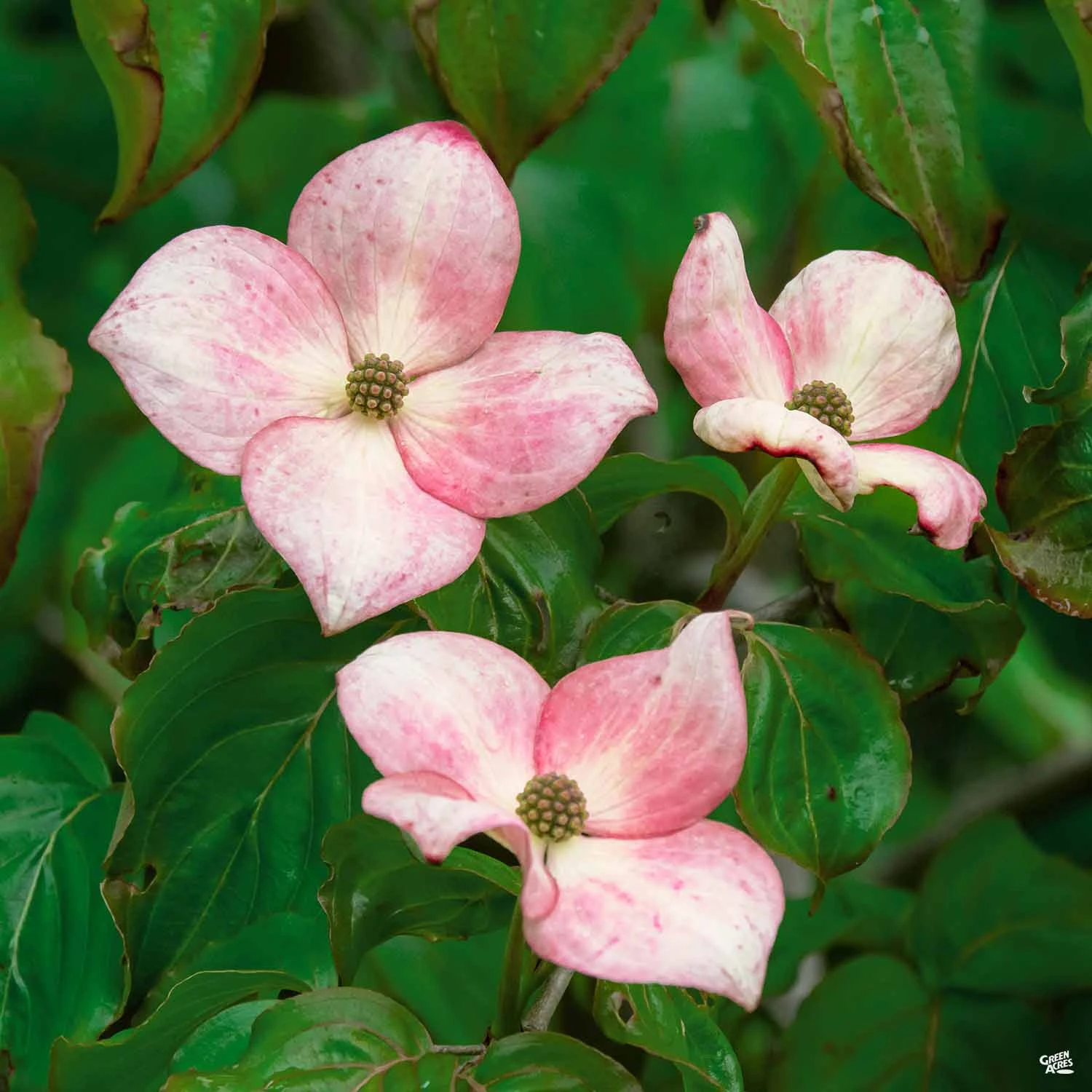 Kousa Dogwood 'Satomi' 1 Kousa Dogwood 'Satomi'
