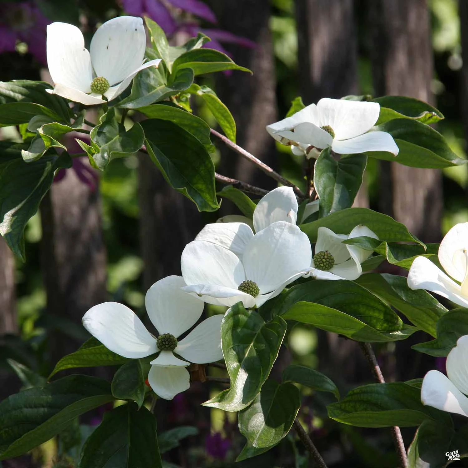 White Flowering Dogwood 'Venus' 1 White Flowering Dogwood 'Venus'