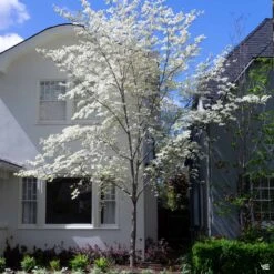 White Flowering Dogwood