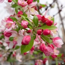 Flowering Crabapple 'Prairifire'