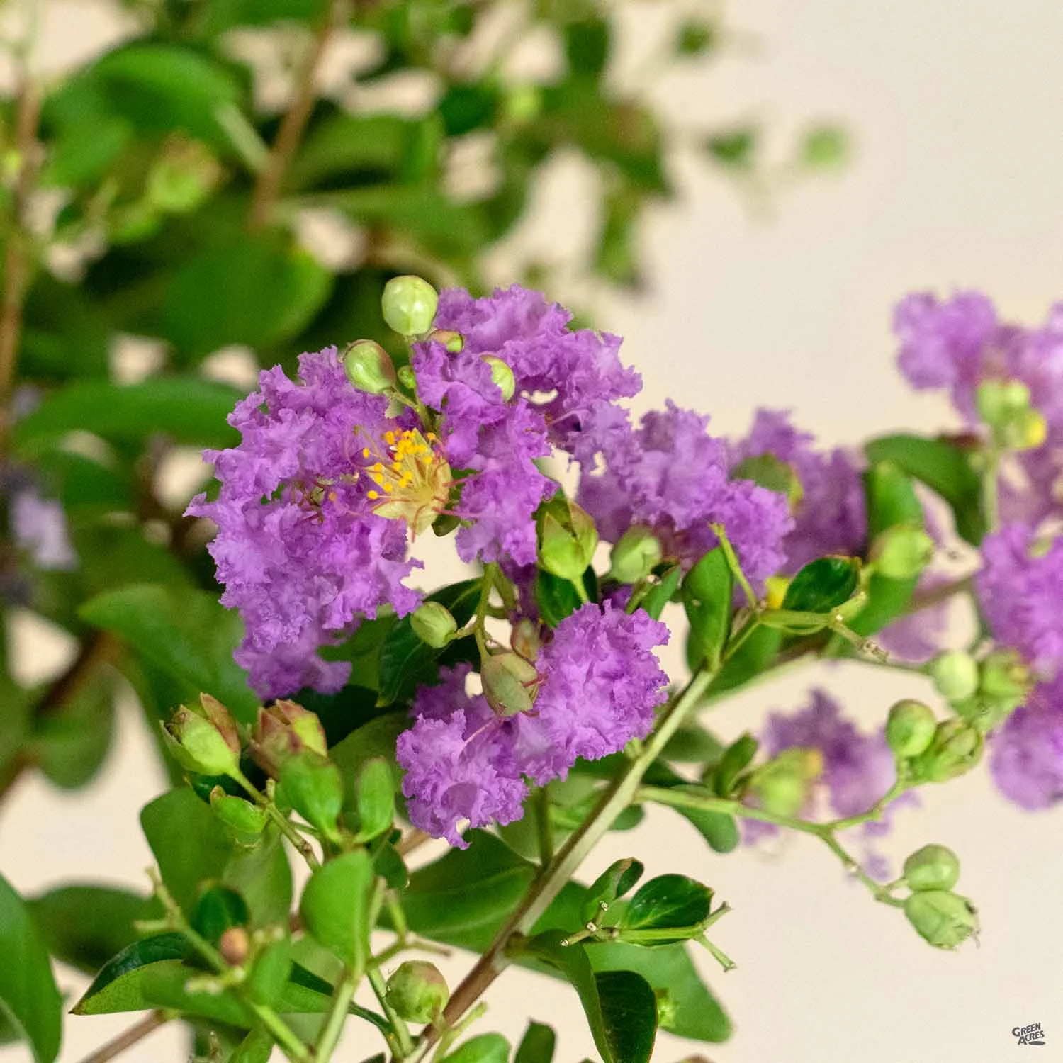 Crape Myrtle 'Catawba' Multi-Trunk 2 Crape Myrtle 'Catawba' Multi-Trunk - Image 2