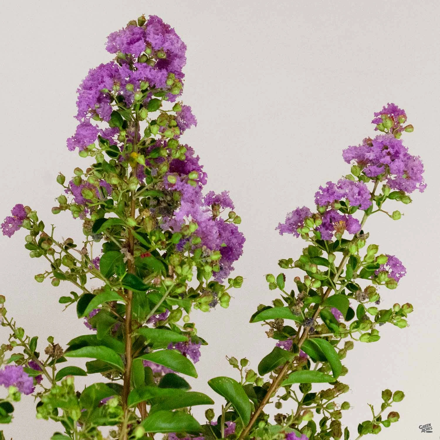 Crape Myrtle 'Catawba' Multi-Trunk 3 Crape Myrtle 'Catawba' Multi-Trunk - Image 3