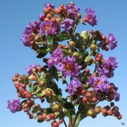 Crape Myrtle 'Catawba' Standard Trunk