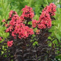 Center Stage® Coral Crape Myrtle