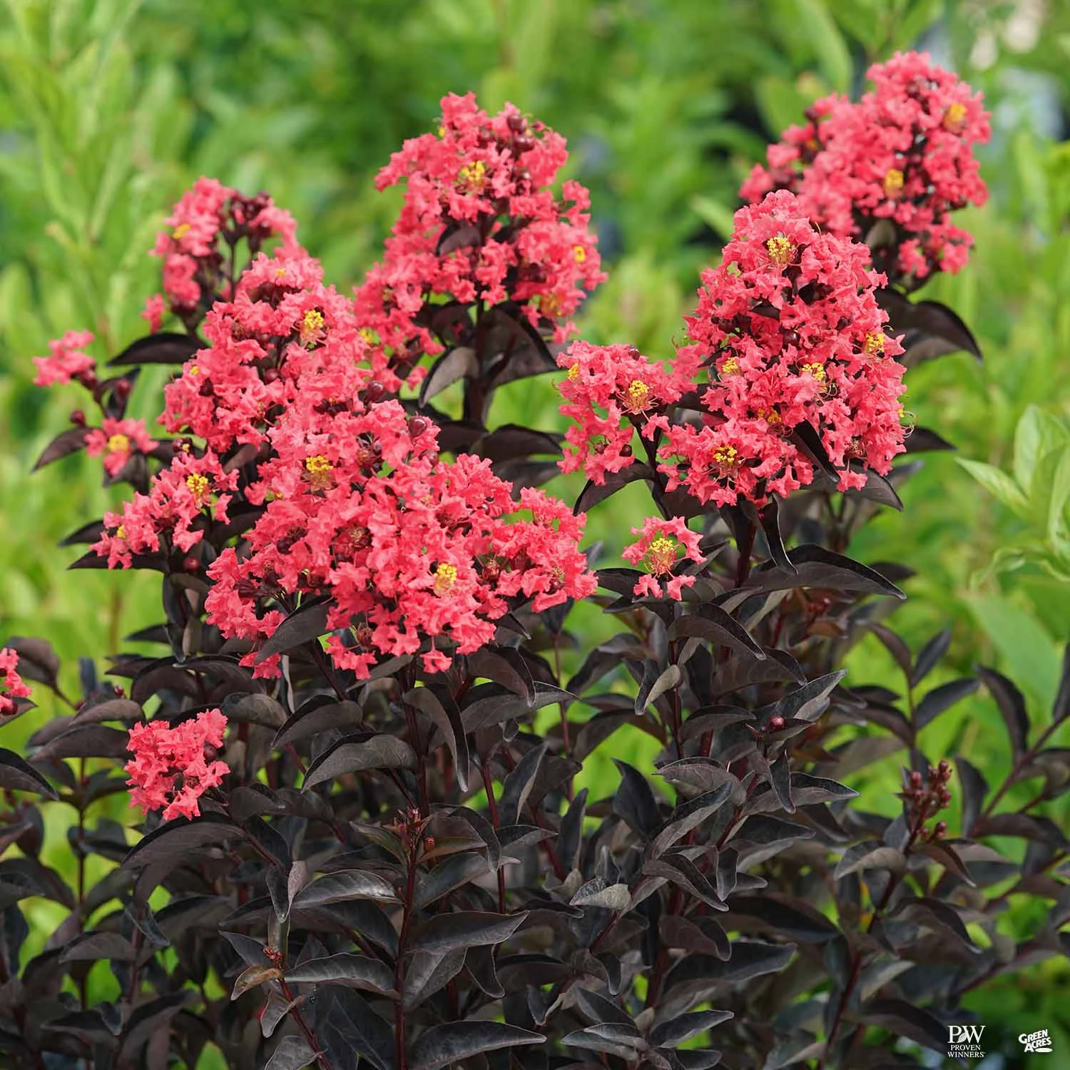 Center Stage® Coral Crape Myrtle