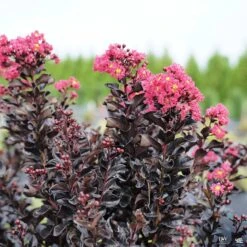 Center Stage® Pink Crape Myrtle