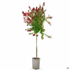Crape Myrtle 'Dynamite' Standard Trunk -Fresh Tree Shop CrapeMyrtle Dynamite Std 15gal 2657f669 d964 4f69 aadb 6c6cc2eaaf69