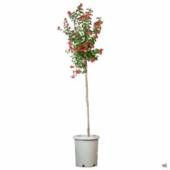 Crape Myrtle 'Dynamite' Standard Trunk -Fresh Tree Shop CrapeMyrtle Dynamite Std 5gal 420e1452 9215 4df0 a7d6 f6079efaa1d8