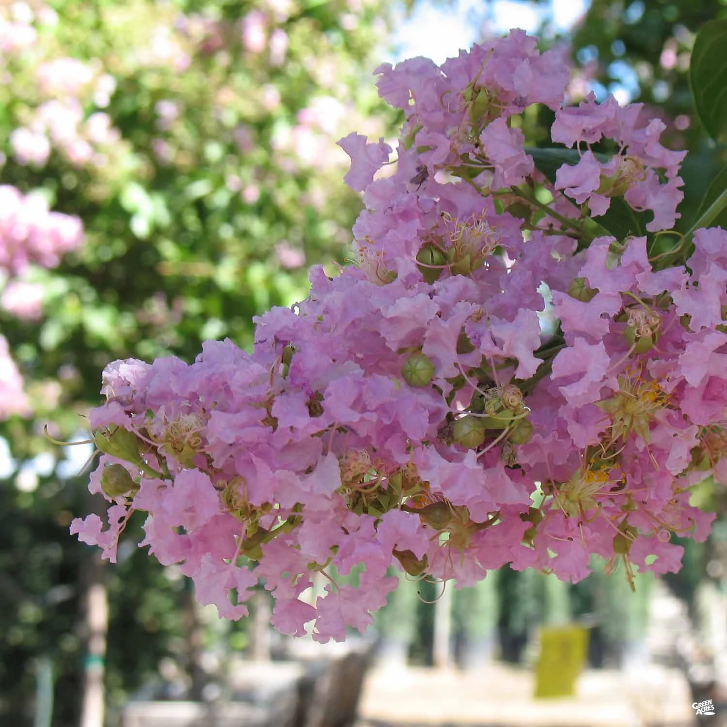 Crape Myrtle 'Muskogee' Standard Trunk 3 Crape Myrtle 'Muskogee' Standard Trunk - Image 3