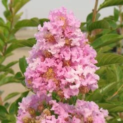 Crape Myrtle 'Muskogee' Multi-Trunk