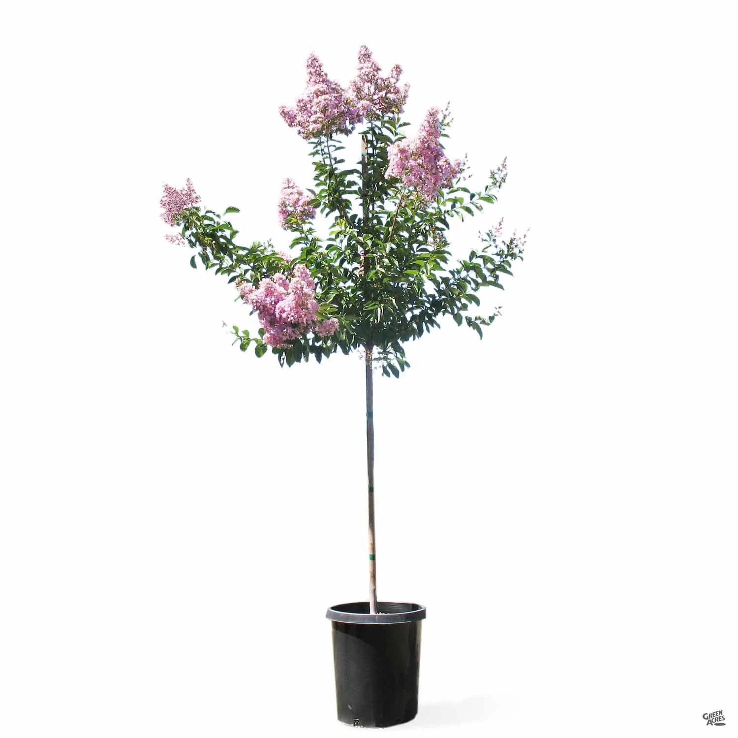 Crape Myrtle 'Muskogee' Standard Trunk 6 Crape Myrtle 'Muskogee' Standard Trunk - Image 6