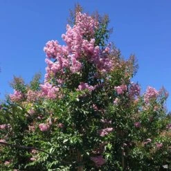 Crape Myrtle 'Muskogee' Standard Trunk
