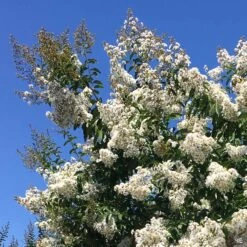 Crape Myrtle 'Natchez' Standard Trunk