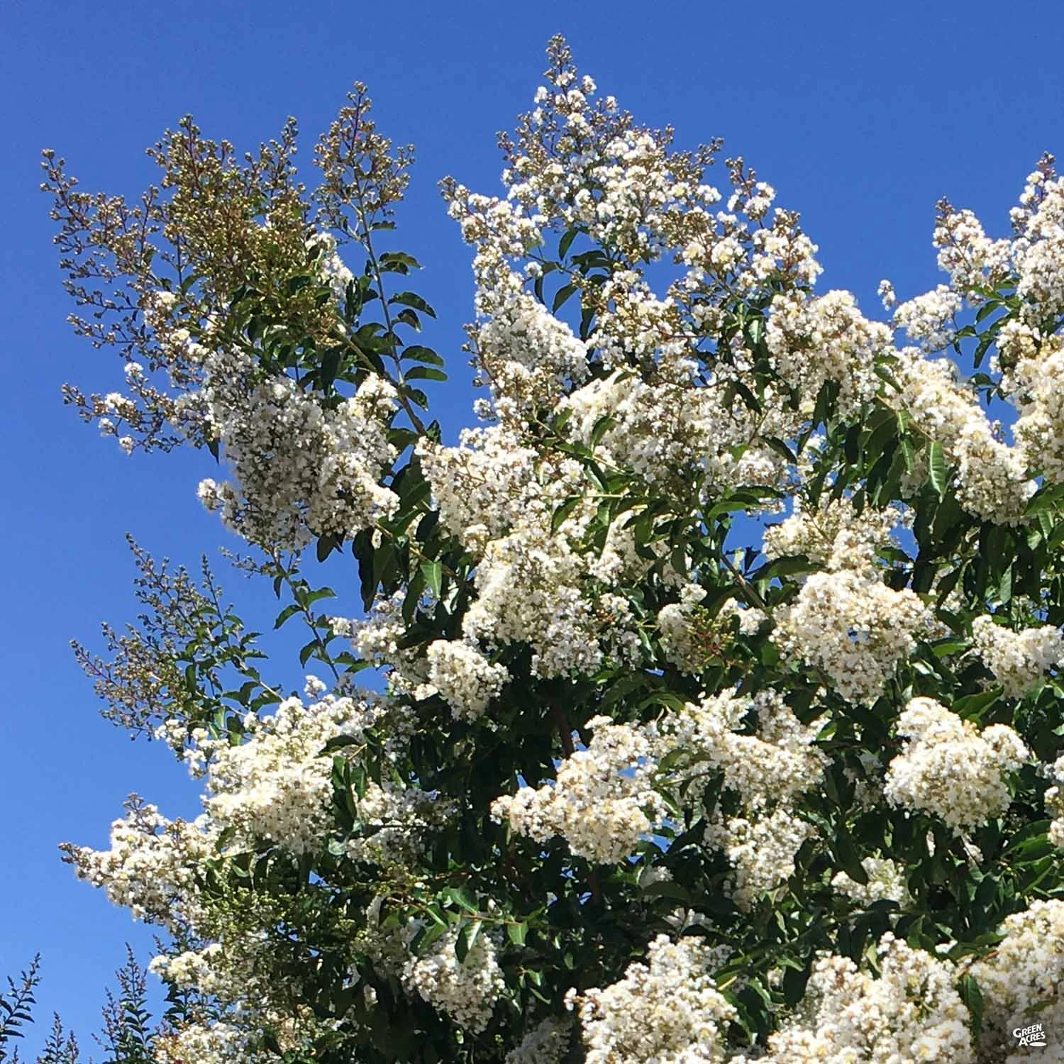 Crape Myrtle 'Natchez' Standard Trunk 1 Crape Myrtle 'Natchez' Standard Trunk