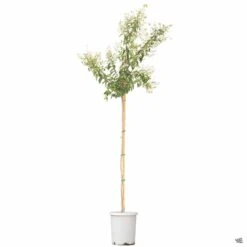 Crape Myrtle 'Natchez' Standard Trunk 5 Crape Myrtle 'Natchez' Standard Trunk -Fresh Tree Shop CrapeMyrtle Natchez 15gal a08cac22 3625 4429 a2e9 64319cf11ec4