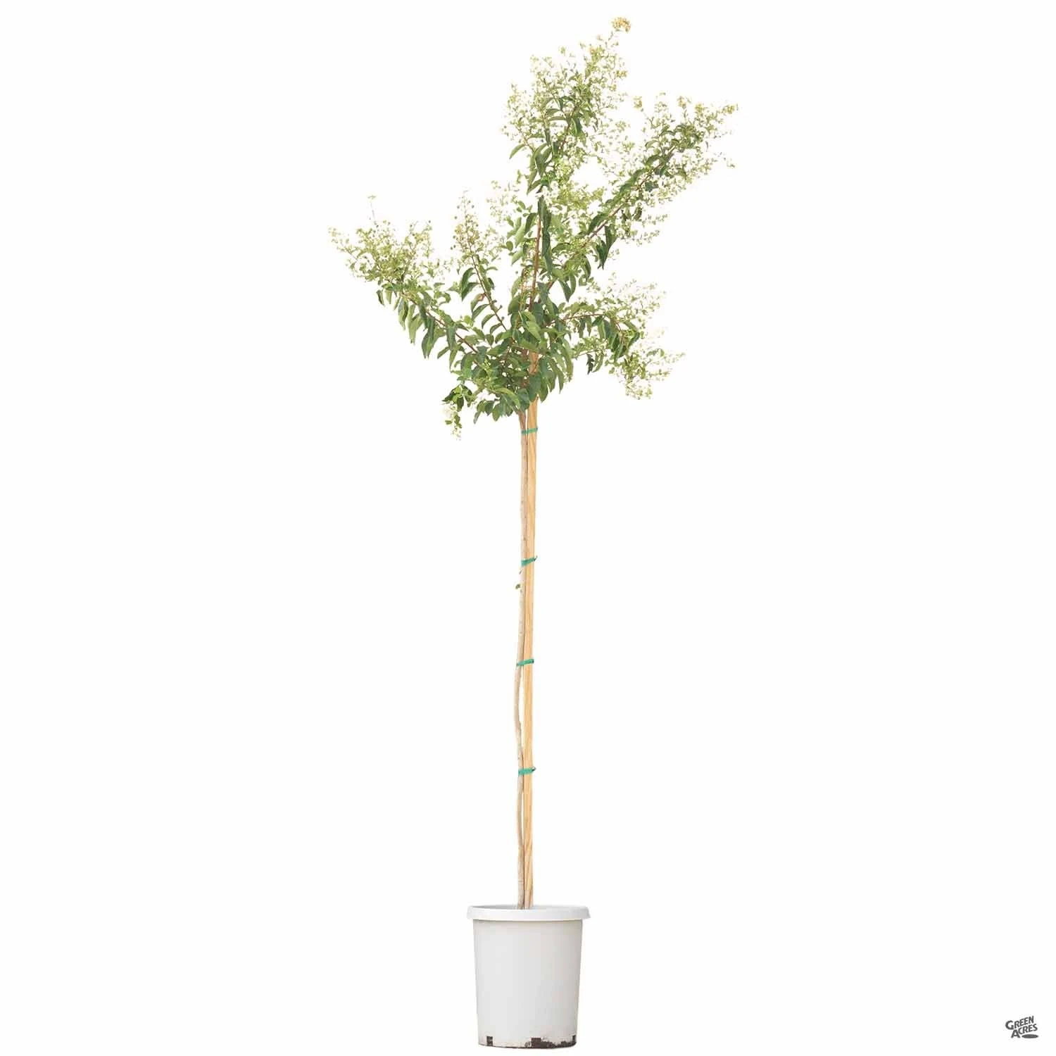 Crape Myrtle 'Natchez' Standard Trunk 3 Crape Myrtle 'Natchez' Standard Trunk - Image 3