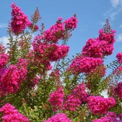 Crape Myrtle 'Pink Velour' Standard Trunk