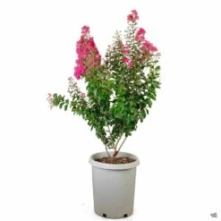 Crape Myrtle 'Pink Velour' Multi-Trunk -Fresh Tree Shop CrapeMyrtle PinkVelour 15galMulti 8b59013e 4f5d 460e 9621 436c7f2eb881
