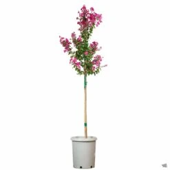 Crape Myrtle 'Pink Velour' Standard Trunk -Fresh Tree Shop CrapeMyrtle PinkVelour 15galStd 3f1b422b 705c 4505 9482 4b7d4488b80a