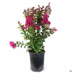 Crape Myrtle 'Pink Velour' Multi-Trunk -Fresh Tree Shop CrapeMyrtle PinkVelour 5gal Multi f202a003 3ad8 4fec 94db 4e1676035cd4