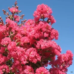 Crape Myrtle 'Tuscarora' Standard Trunk -Fresh Tree Shop CrapeMyrtle Tuscarora01 f6d6f2d0 0bdf 46b5 a6c5 860b7a330af4