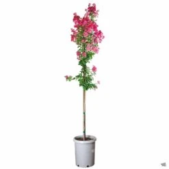 Crape Myrtle 'Tuscarora' Standard Trunk -Fresh Tree Shop CrapeMyrtle Tuscarora 15galStd 31161580 cad6 4e51 b62a 98c6f1f133c6