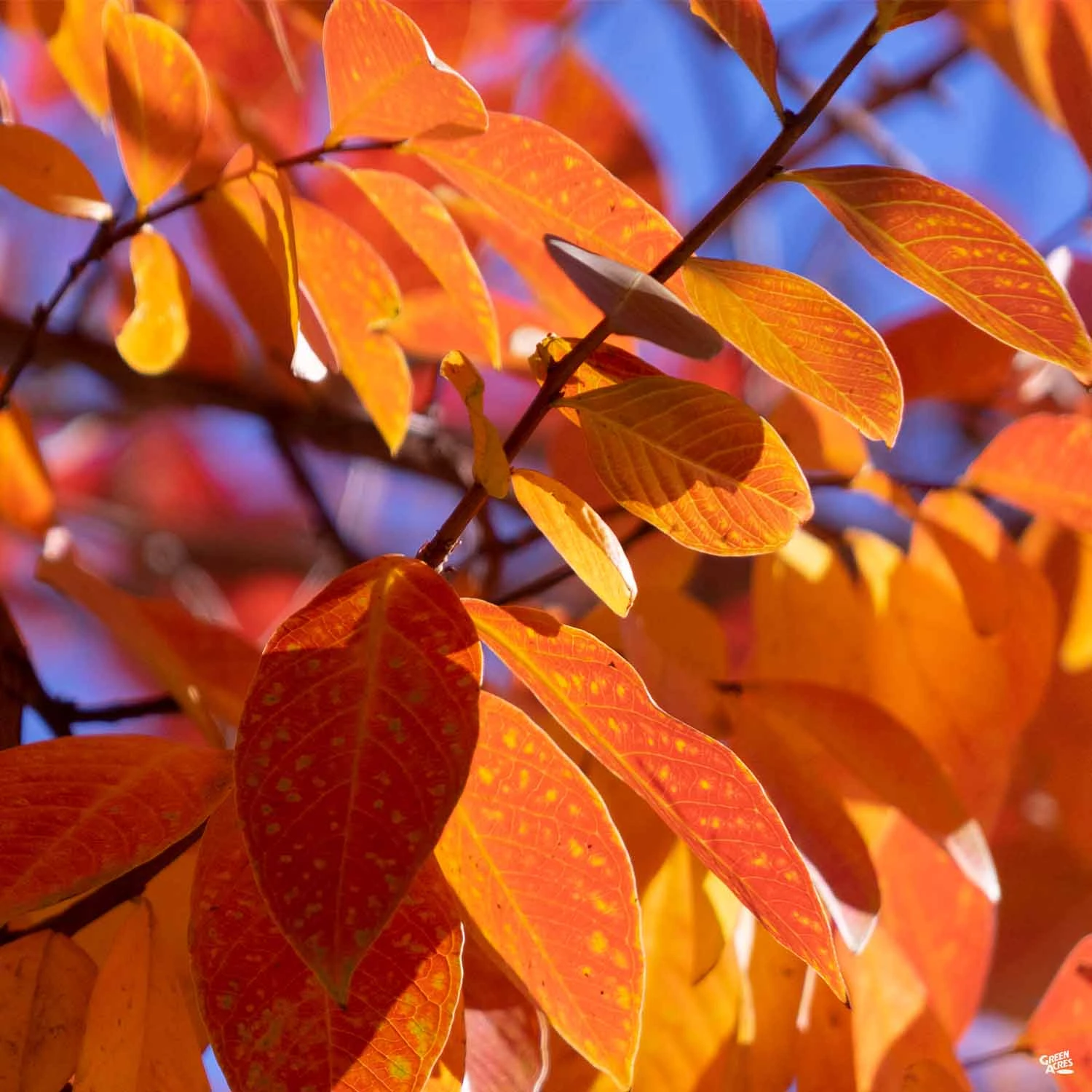 Crape Myrtle 'Twilight' Standard Trunk 2 Crape Myrtle 'Twilight' Standard Trunk - Image 2