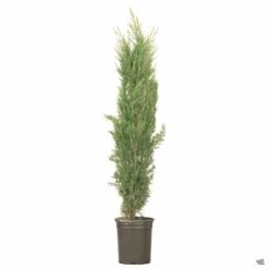Blue Italian Cypress -Fresh Tree Shop CupressusSempervirensGlauca dd889f97 9d2a 4275 9615 aed7cab7ed35