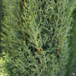 Dwarf Italian Cypress
