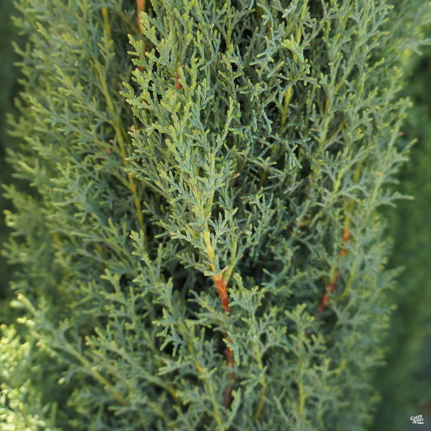 Dwarf Italian Cypress 1 Dwarf Italian Cypress