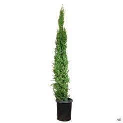 Italian Cypress 7 Italian Cypress -Fresh Tree Shop Cupressus ItalianCypress 15gal 4d52f69f d498 44de 85e5 c1d5c63733ac