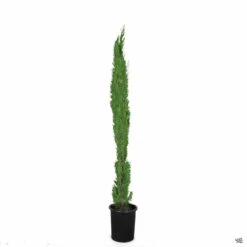 Italian Cypress 6 Italian Cypress -Fresh Tree Shop Cupressus ItalianCypress 5gal