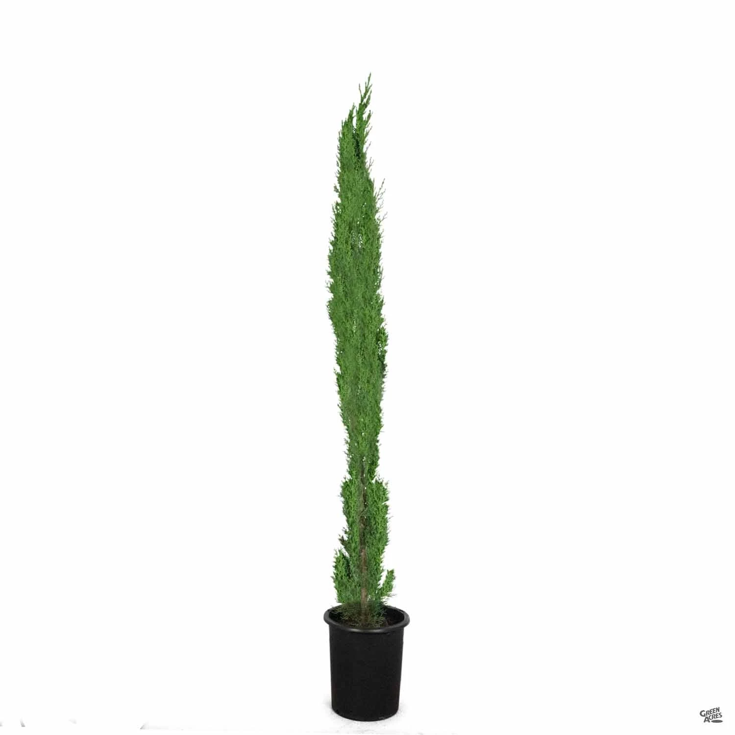 Italian Cypress 3 Italian Cypress - Image 3