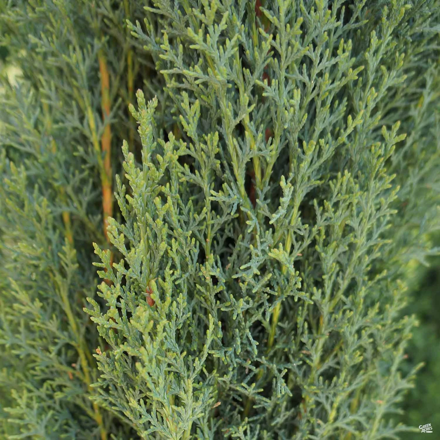 Italian Cypress 1 Italian Cypress