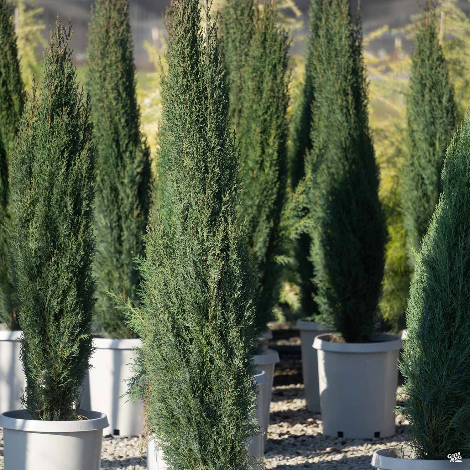 Italian Cypress 2 Italian Cypress - Image 2