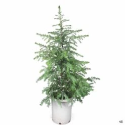 Deodar Cedar -Fresh Tree Shop Deodar DeodarCedar 15gal d1aca0c5 3ed6 4df8 8869 436a846ccc22