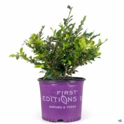 First Editions® Linebacker™ Distylium -Fresh Tree Shop Distylium Linebacker 3gal FirstEditions
