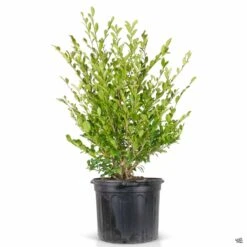 First Editions® Linebacker™ Distylium -Fresh Tree Shop Distylium Linebacker 7gal